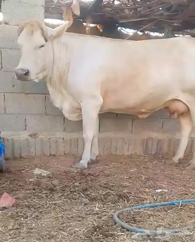 بقر للبيع 1