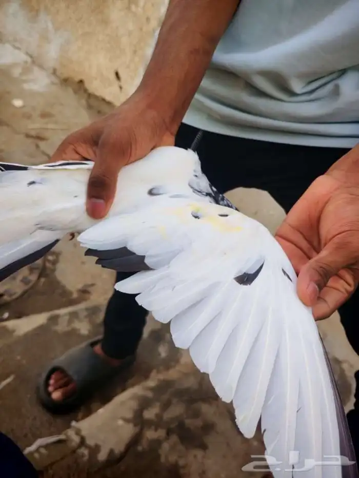 حمام بكستاني تيدي للبيع 8