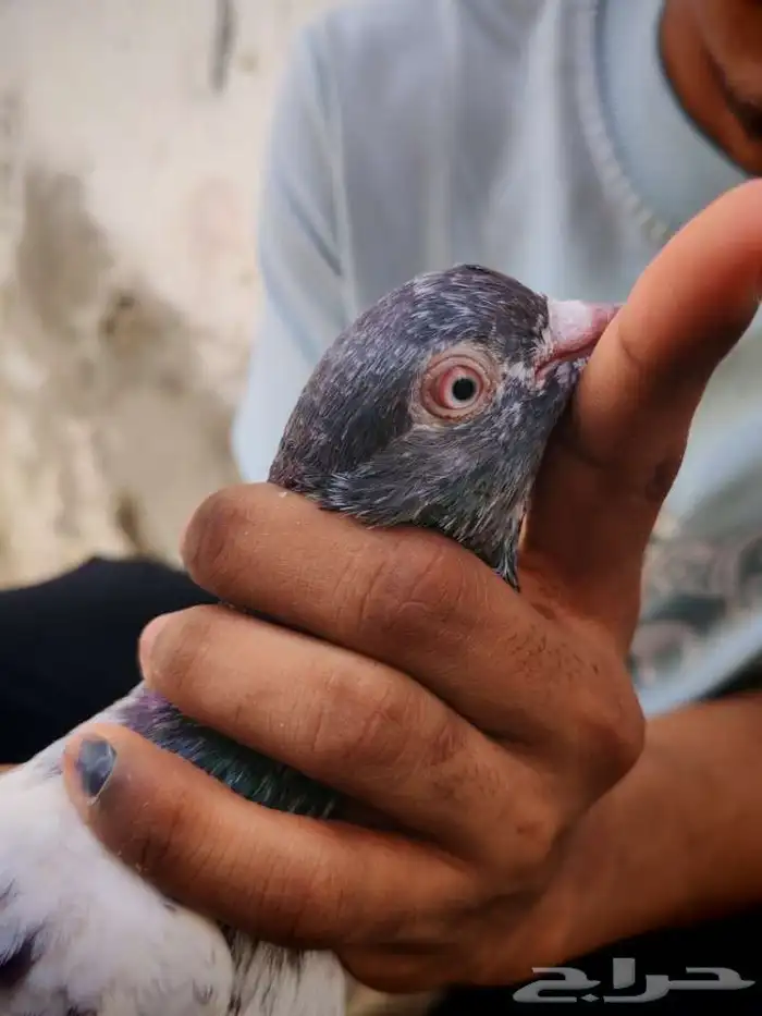 حمام بكستاني تيدي للبيع 9