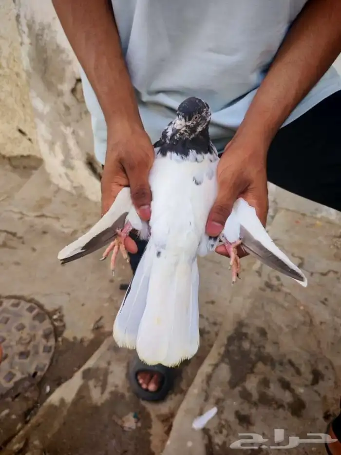 حمام بكستاني تيدي للبيع 4