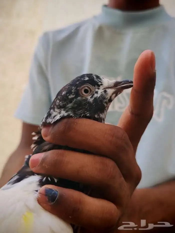 حمام بكستاني تيدي للبيع 7