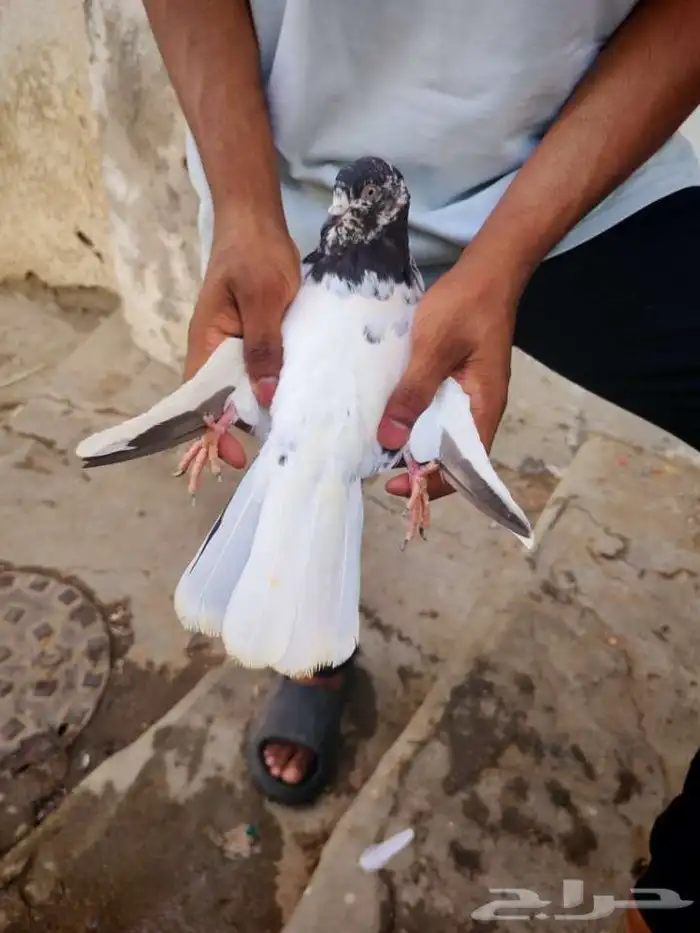 حمام بكستاني تيدي للبيع 5