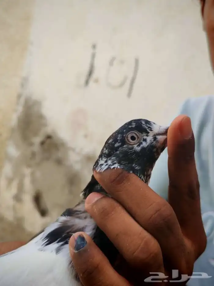 حمام بكستاني تيدي للبيع 6