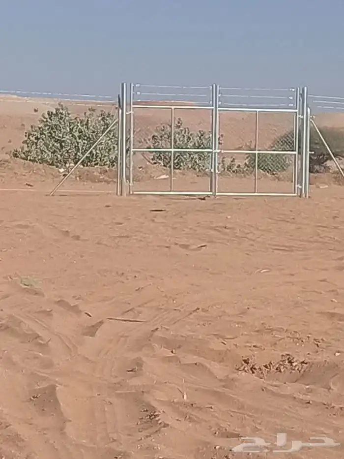 شبوك وحجر 13