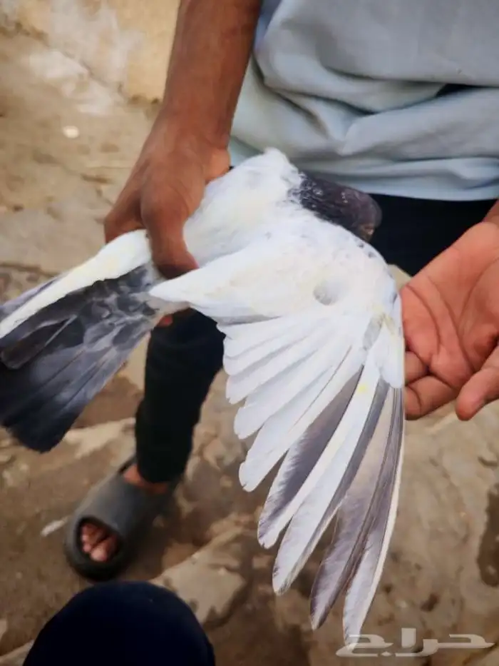 حمام بكستاني تيدي للبيع 3