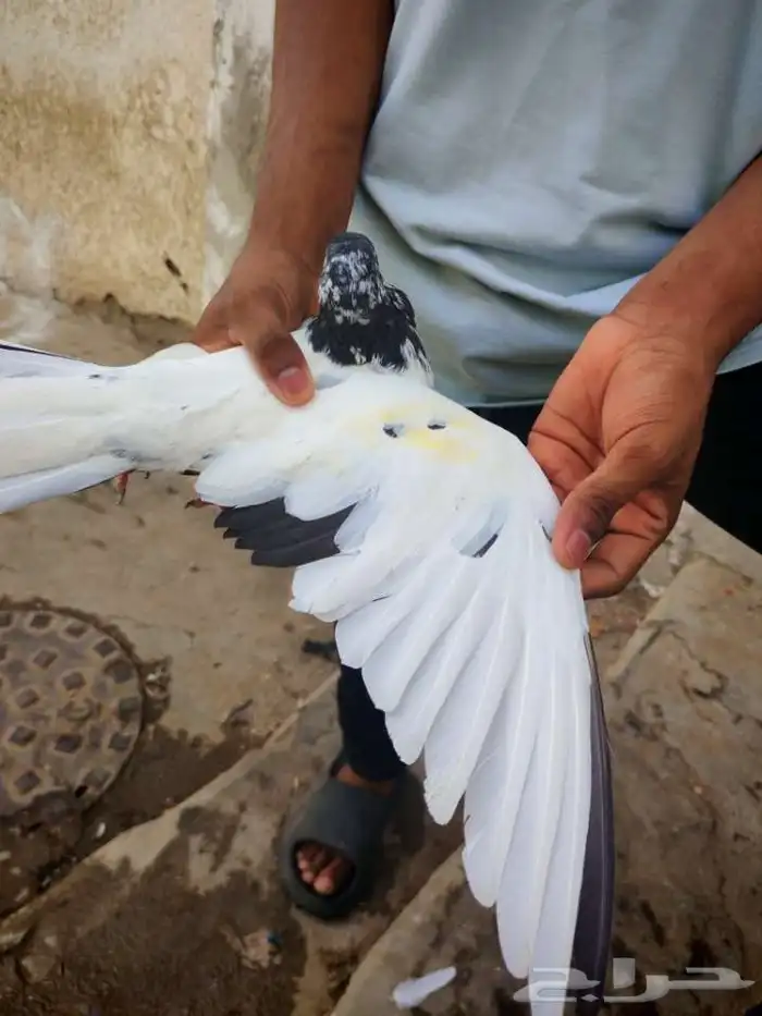 حمام بكستاني تيدي للبيع 1