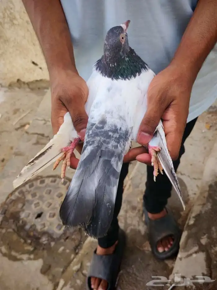 حمام بكستاني تيدي للبيع 0