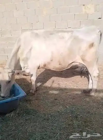 بقر للبيع 0