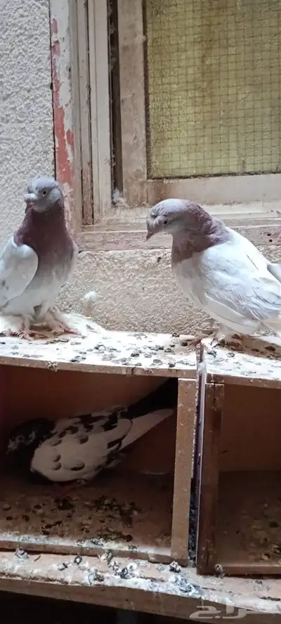 للبيع زوج تركي وانثى 12