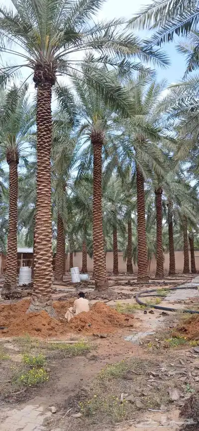 توريد نخل فسايل جثايث نقايل صقعي مجدول سكري 8