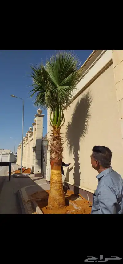 نخل واشنطني زينه 3