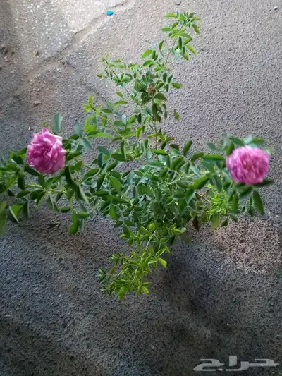 شتلات ورد مديني 2
