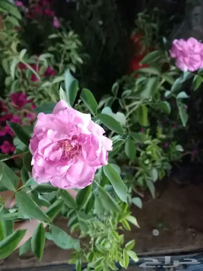 شتلات ورد مديني 1