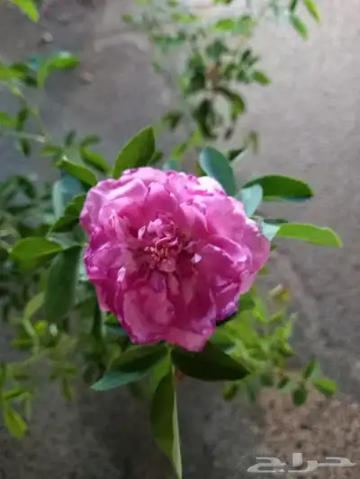 شتلات ورد مديني 3