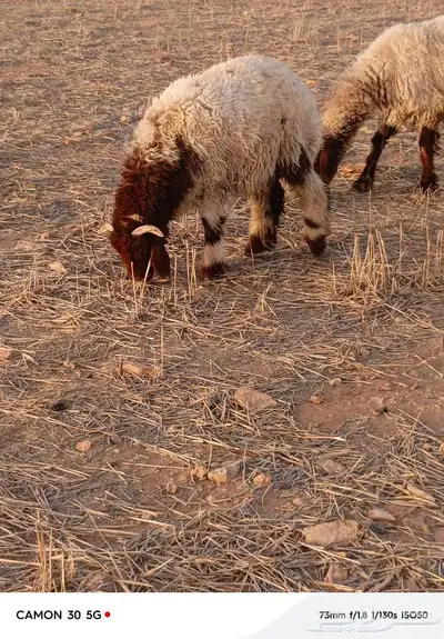 بهم خرفان برية نعيمي 0