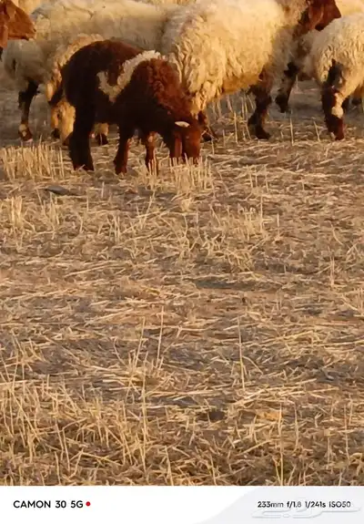 بهم خرفان برية نعيمي 3