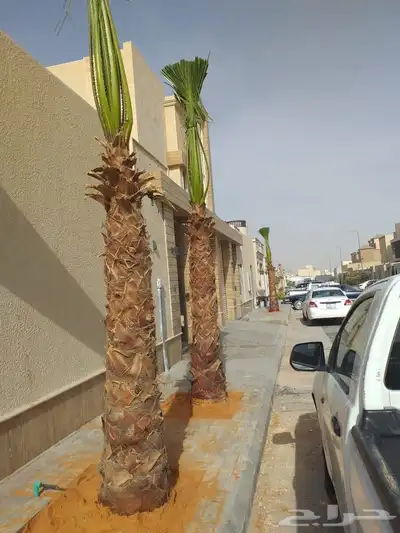 نخل واشنطني زينه 6