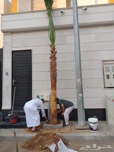 نخل واشنطني زينه 9