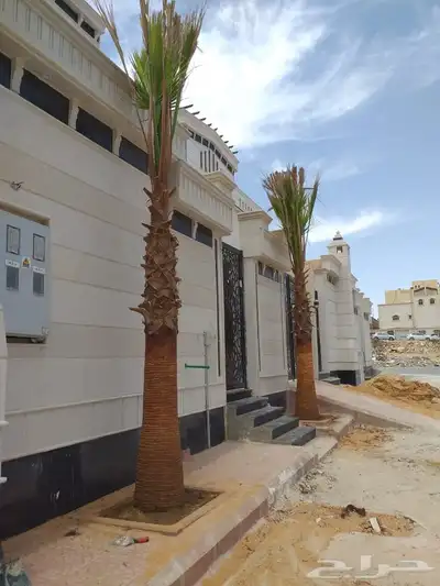 نخل واشنطني زينه 4