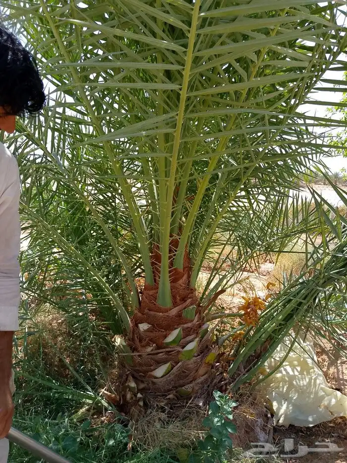 نخل مثمر للبيع سكري اخلاص صقعي سلج غر نخيل عجوه رشودي نبوت 7
