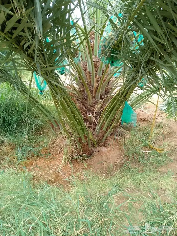 اسلام عليكم ورحمة الله وبركاته يتواجد لدينا نخيل 4