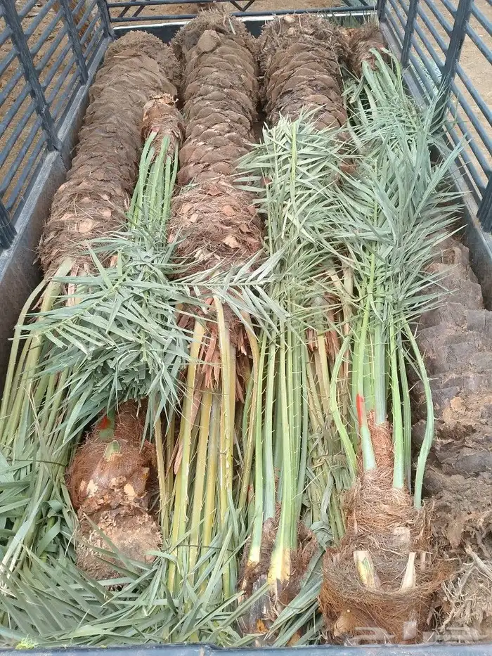 اسلام عليكم ورحمة الله وبركاته يتواجد لدينا نخيل 0