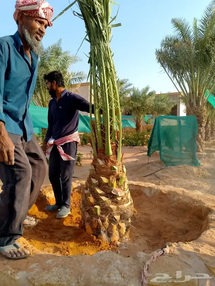 نخل مثمر للبيع سكري اخلاص صقعي سلج غر نخيل عجوه رشودي نبوت 8