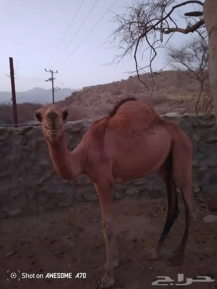 حاشي شحم ولحم ماشاءالله على حليب أمه عمره 8 شهور 4
