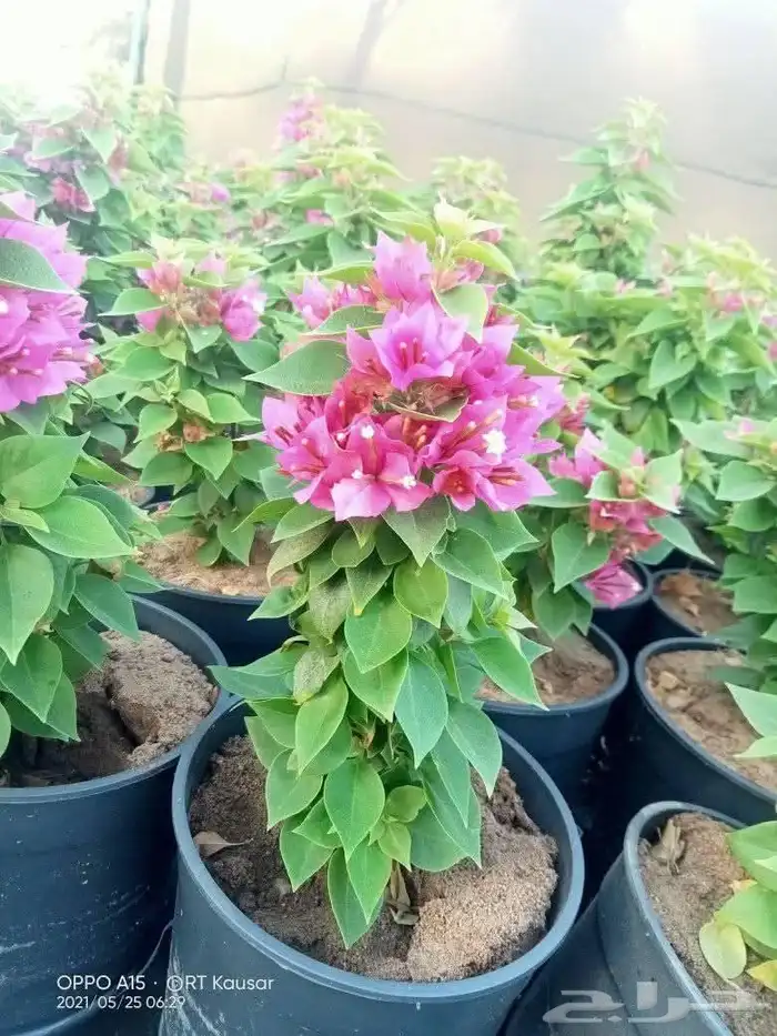 مزرعة الياسمين 2