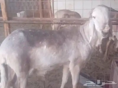 سلام عليكم اخواني. اعرض لكم فحل سواكن 1