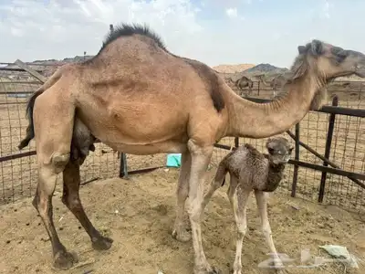خلفه مصغر للبيع 4