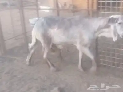 سلام عليكم اخواني. اعرض لكم فحل سواكن 0