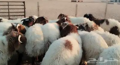 للبيع خرفان نعيم مراح واحد فاااخره 0