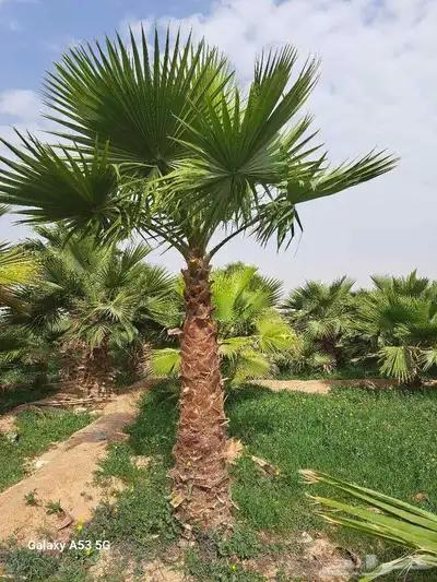 نخل متوفر لدينا وبسعر مناسب 0