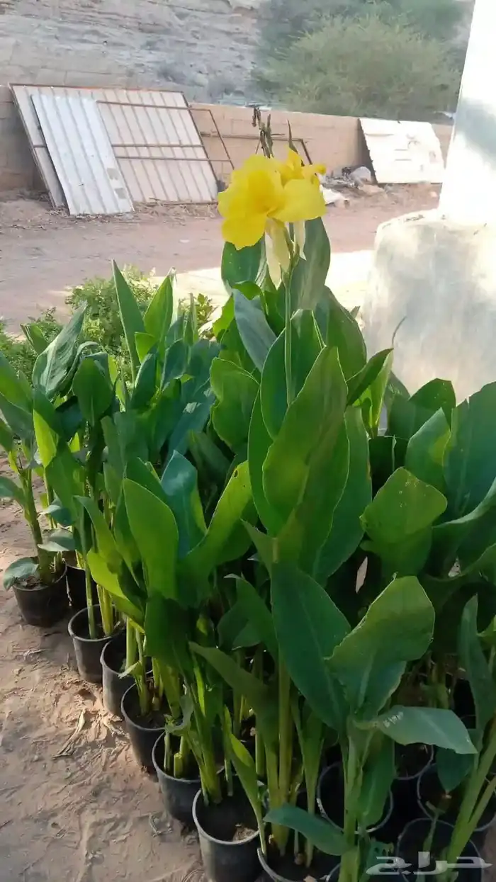 تنسيق حدائق 5