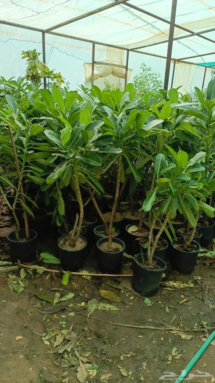 تنسيق حدائق 3