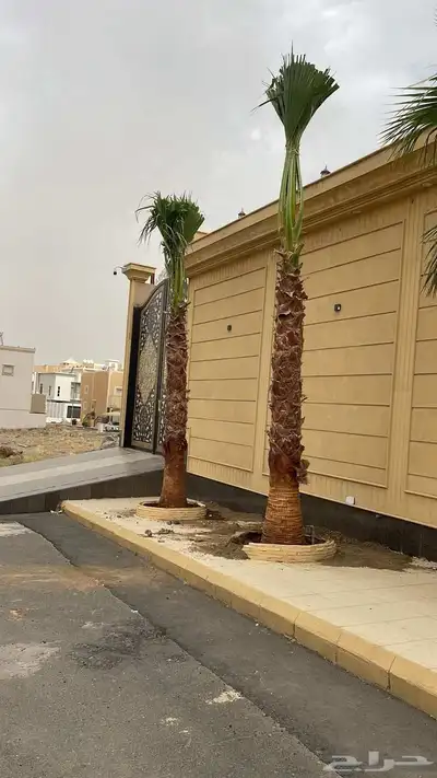 نخل واشنطني زينه 2