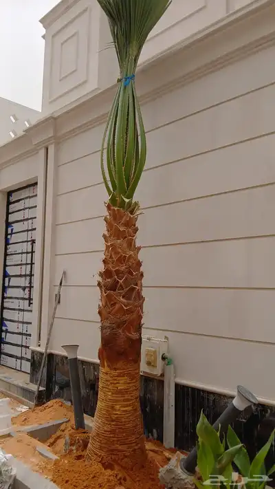 نخل واشنطني زينه 5