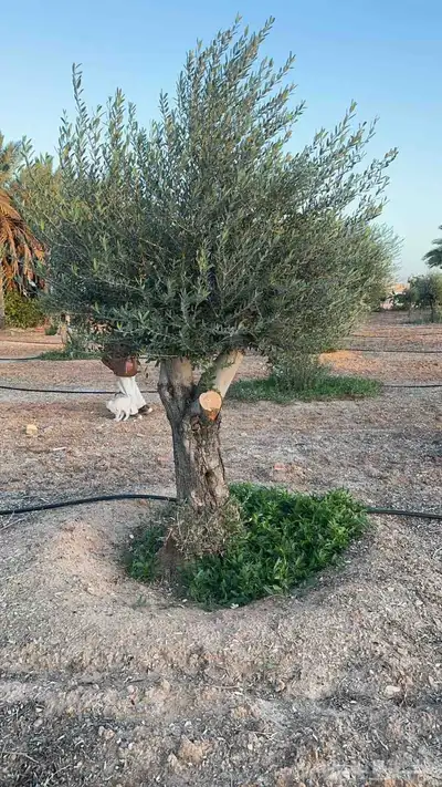 شجر زيتون 3
