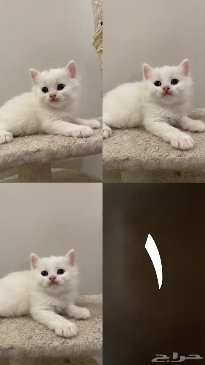 قطط صغيرة للبيع kitten 0