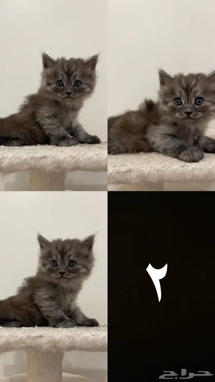 قطط صغيرة للبيع kitten 2