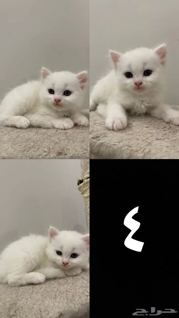 قطط صغيرة للبيع kitten 4
