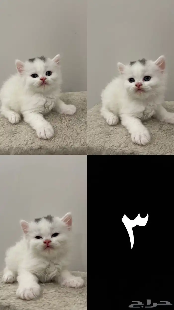 قطط صغيرة للبيع kitten 3