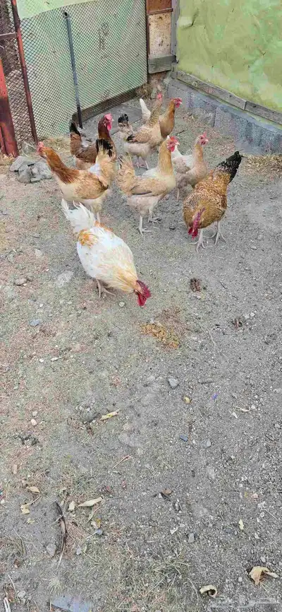 دجاج تركي 3