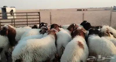 للبيع خرفان نعيم مراح واحد فاااخره 1