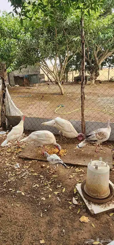 ديك رومي وثلاث دجاج 3