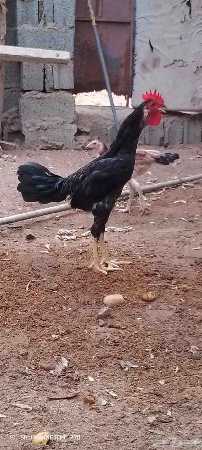ديوك بلدي للبيع 7