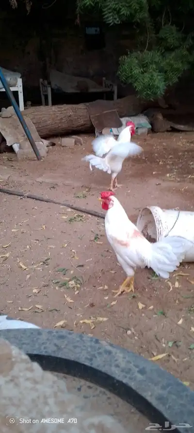 ديوك بلدي للبيع 3
