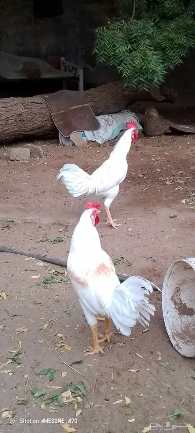 ديوك بلدي للبيع 4