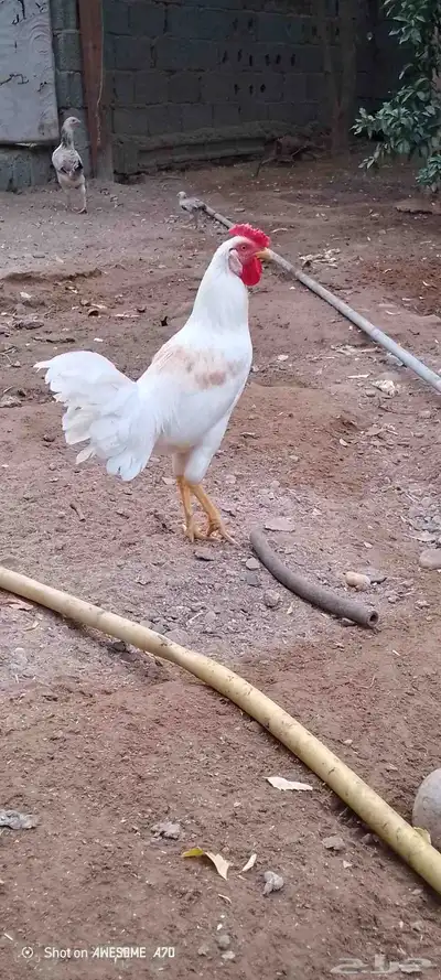 ديوك بلدي للبيع 1